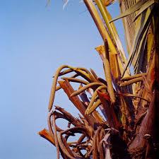 Image result for Borassus aethiopum