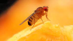 How To Kill Fruit Flies And Get Rid Of Them For Good
