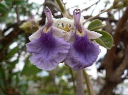 Image result for Vitex mombassae