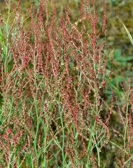 Image result for Rumex lanceolatus