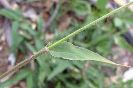 Image result for Urochloa umbellata