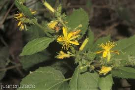 Image result for Triumfetta trichocarpa