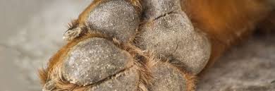 Prevent dog paw burns on sizzling hot or icy cold pavement by using your best judgement during outdoor activity. Proper Paw Care How To Treat Prevent Cracked Dog Paws Vetericyn