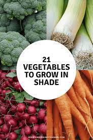 Check spelling or type a new query. 26 Vegetables That Can Grow In Partial Shade Gardening Channel