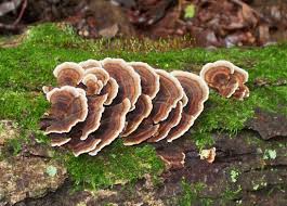 Image result for turkey tails mushrooms