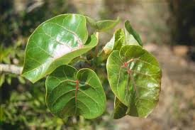 Image result for Ficus abutilifolia