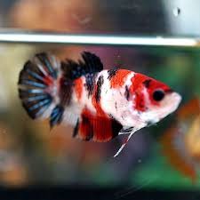 1,499 likes · 8 talking about this. Betta Female Fancy Multi Color Koi Sanke Perfect Top View Pattern Betta Fish Tank Betta Fish Betta