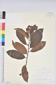 Image result for Bridelia micrantha