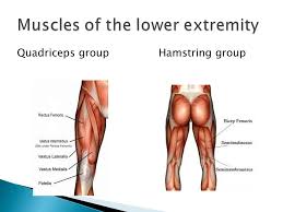 Note that some muscles listed above are identified as 'deep muscle', which may explain why they are difficult to find on diagrams of superficial muscles. Explore The Scientific Names Of The Muscles Of The Body Identify And Explain The Differences Between The 3 Types Of Muscles In The Body Understand The Ppt Download