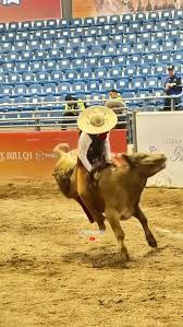 Image result for tbn:tVj6rqcH-AQR9M::www.pregonagropecuario.com.ar/images/caballo_overo.jpg