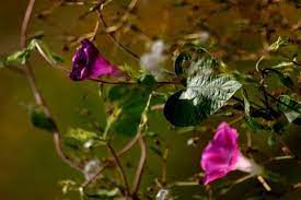 It has a pleasant, earthy odor, but it is a strong laxative if taken internally. High John The Conqueror Ipomoea Jalapa Or I Purge Herbe Rowe