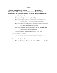 Lab 10 Anatomy Of The Digestive System Exercise 38