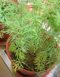 Dill also struggles alongside potatoes, peppers, eggplants, lavender, and cilantro. I Don T Like The Colour Yellow Balcony Greens