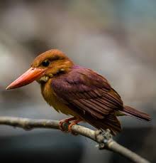 Another critically endangered species, the ceyx sangirensis is endemic to indonesia where it is found on the sangihe island, and according to scattered sources. Birds Of India Bird World Ruddy Kingfisher