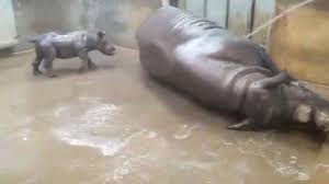 Watch this newborn baby hippo swim for the first time with his mom! See Adorable Baby Rhino Take Her First Ever Bath World News Mirror Online