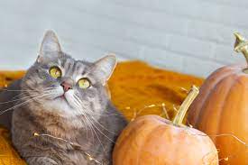 The Benefits Of Feeding Pumpkin To Cats Catgazette