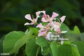 Image result for Bauhinia monandra