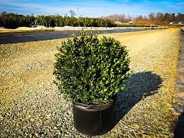 Maybe you would like to learn more about one of these? Compact Japanese Holly For Sale Online The Tree Center
