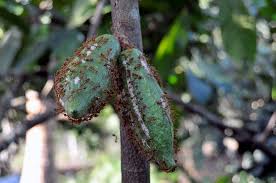 Kết quả hình ảnh cho KIẾN