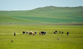 呼伦贝尔草原披绿装_图片新闻_中国政府网