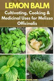 Pin On Herb Gardening