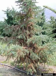 Colorado spruce, norway spruce, white spruce, pine, arborvitae, cedars, douglas fir, hemlock, junipers, and larch. Forest Pest Insects In North America A Photographic Guide