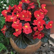 Bada Boom Scarlet Begonia Winter Flowers Garden Blooming Plants Cold Weather Flowers
