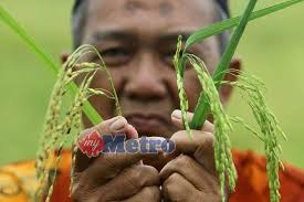 Kawasan tanaman padi yang telah dilawati ialah kawasan sawah. Padi Angin Memeningkan Pesawah Harian Metro