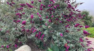 Image result for buddleia davidii