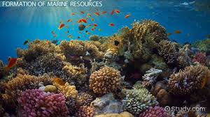 Marine Resources Characteristics Formation Management Video Lesson Transcript Study Com