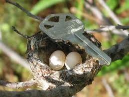 Real Bird Eggs For Sale Pin By Gloria Wales On Natures Best Bird Eggs Hummingbird Nests Hummingbird
