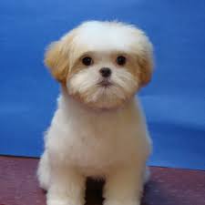 THE BEST 10 Maltese Breeders in Tampa, FL