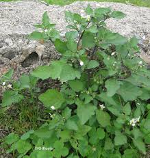 Image result for Solanum sp. B