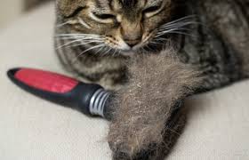 Blut Im Stuhl Bei Der Katze Ursachen Diagnose Fellomed
