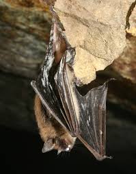 Image result for Pseudobromus engleri