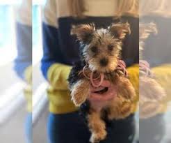 3 males and 1 female. View Ad Yorkshire Terrier Puppy For Sale Near Minnesota Arden Hills Usa Adn 221893