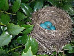 Mother robins may start incubating their eggs during the evening after the second egg is laid, or after all the eggs are laid. All About Robin Nests And Robin Eggs Birds And Blooms