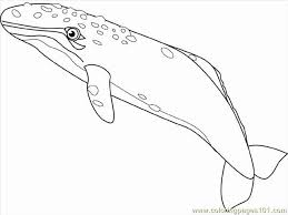 Funny and interesting cachalot coloring page and free printable page for kids. Gray Whale Coloring Page For Kids Free Whale Printable Coloring Pages Online For Kids Coloringpages101 Com Coloring Pages For Kids