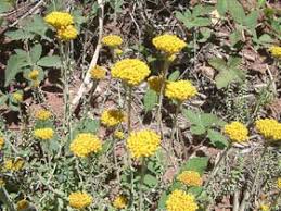 Image result for Helichrysum cymosum