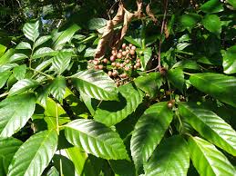 Image result for Leea