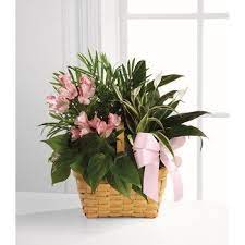 The central mountain chain is oriented east to west, with most of the major rivers flowing toward the northern shore. Puerto Rico Flower Delivery 1st In Flowers