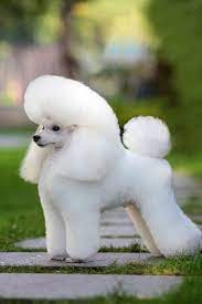 Beautiful Poodle Pictures Poodle Puppy Smartest Dog Breeds Dog Breeds