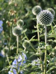 Mediterrane pflanzen fuer den garten garten haus. Pflanzen Fur Trockene Und Sonnige Standorte Freudengarten