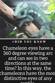 Colorful Facts About Chameleons To Entertain You Chameleons Facts Interestingfacts Reptiles Animals Chameleon Facts Reptiles Facts Chameleon