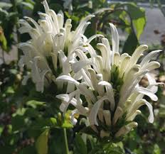 Image result for Justicia carnea