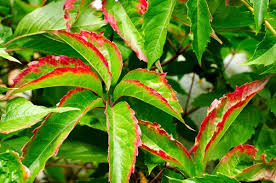 Image result for Croton macrostachyus