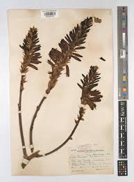 Image result for Aloe pienaarii