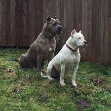 Pin On Transcending Cane corso pitbull mix what do you need to know about this cross breed protetion the cane corso barcelona dogo argentino puppies for breed info difference between presa canario and dogo video dailymotion houfek mastiffs is a family ran mastiff hybrid mix designer.