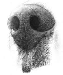 Drawing A Realistic Dog Nose Page 2 Of 2 Onlypencil Drawing Tutorials Dog Drawing Tutorial Dog Nose Animal Drawings