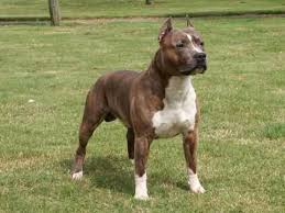 Brindle American Staffordshire Pitbull Terrier American Pitbull Terrier Pitbulls